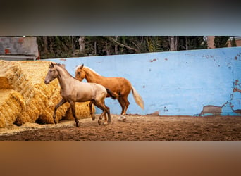 PRE Mestizo, Semental, 3 años, 162 cm, Champán