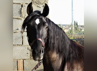 PRE Mestizo, Semental, 3 años, 162 cm, Morcillo