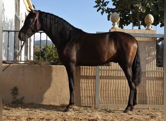 PRE Mestizo, Semental, 3 años, 162 cm, Morcillo