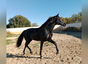 PRE, Semental, 3 años, 162 cm, Negro