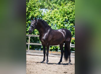 PRE Mestizo, Semental, 3 años, 162 cm, Negro