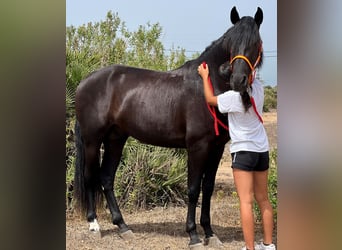PRE, Semental, 3 años, 162 cm, Negro