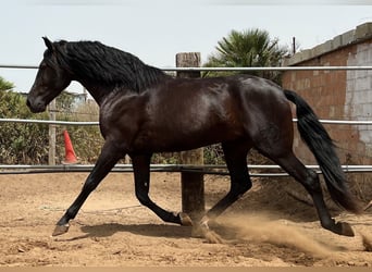 PRE, Semental, 3 años, 162 cm, Negro
