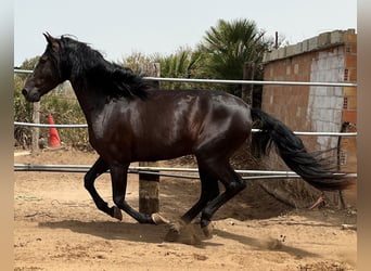 PRE, Semental, 3 años, 162 cm, Negro