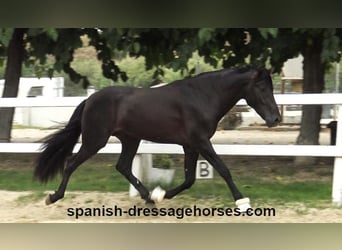 PRE Mestizo, Semental, 3 años, 162 cm, Negro