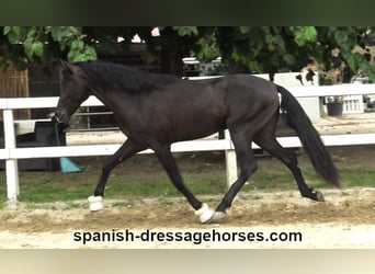 PRE Mestizo, Semental, 3 años, 162 cm, Negro