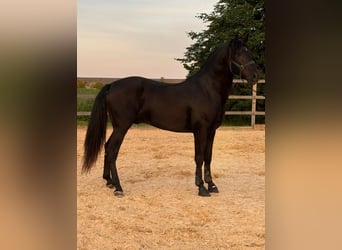 PRE, Semental, 3 años, 162 cm, Negro