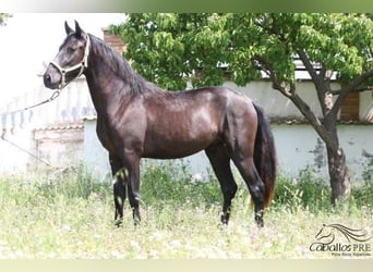 PRE, Semental, 3 años, 162 cm, Negro