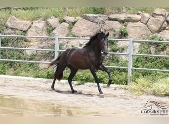 PRE, Semental, 3 años, 162 cm, Negro