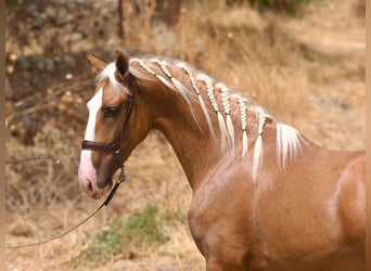 PRE Mestizo, Semental, 3 años, 162 cm, Palomino
