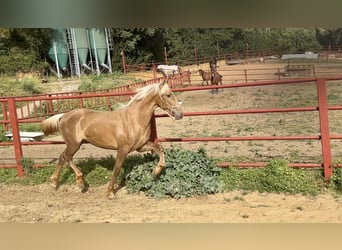 PRE Mestizo, Semental, 3 años, 162 cm, Palomino