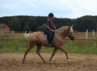PRE Mestizo, Semental, 3 años, 162 cm, Palomino