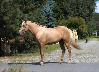 PRE Mestizo, Semental, 3 años, 162 cm, Palomino