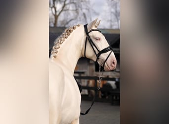 PRE Mestizo, Semental, 3 años, 162 cm, Perlino