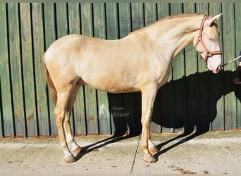 PRE Mestizo, Semental, 3 años, 162 cm, Perlino