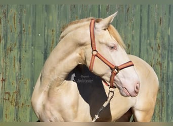 PRE Mestizo, Semental, 3 años, 162 cm, Perlino