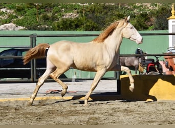 PRE Mestizo, Semental, 3 años, 162 cm, Perlino