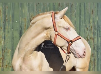 PRE Mestizo, Semental, 3 años, 162 cm, Perlino