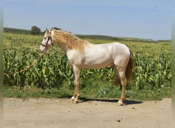 PRE Mestizo, Semental, 3 años, 162 cm, Perlino