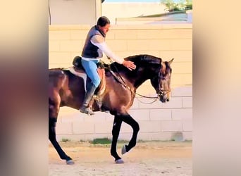 PRE Mestizo, Semental, 3 años, 162 cm, Tordo