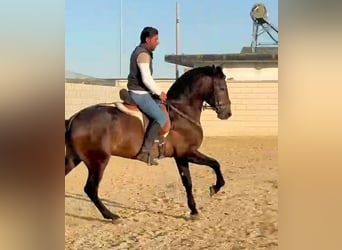PRE Mestizo, Semental, 3 años, 162 cm, Tordo