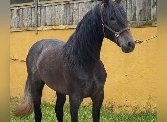 PRE Mestizo, Semental, 3 años, 162 cm, Tordo