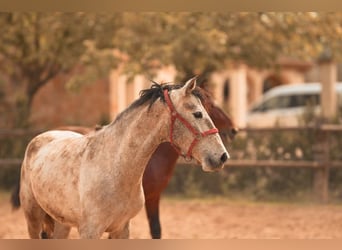 PRE, Semental, 3 años, 162 cm, Tordo