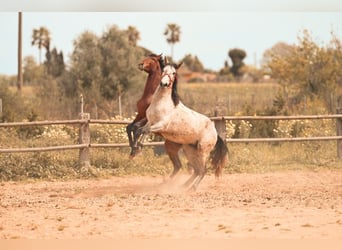 PRE, Semental, 3 años, 162 cm, Tordo