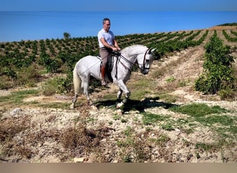 PRE, Semental, 3 años, 162 cm, Tordo