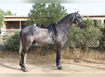 PRE Mestizo, Semental, 3 años, 162 cm, Tordo rodado