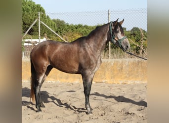 PRE Mestizo, Semental, 3 años, 162 cm, Tordo ruano
