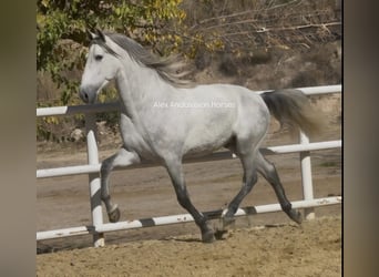PRE Mestizo, Semental, 3 años, 162 cm, Tordo