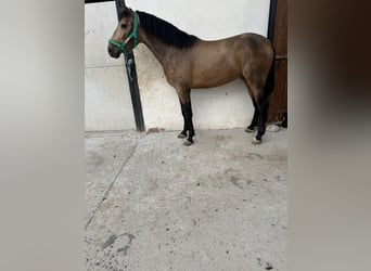 PRE Mestizo, Semental, 3 años, 163 cm, Bayo