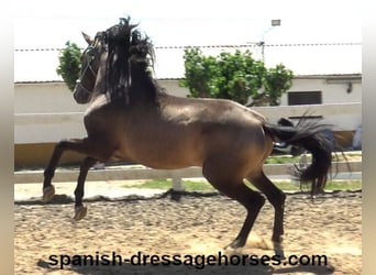 PRE Mestizo, Semental, 3 años, 163 cm, Bayo