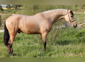 PRE Mestizo, Semental, 3 años, 163 cm, Bayo