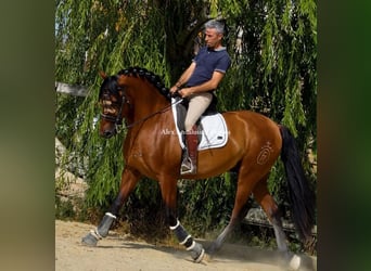 PRE Mestizo, Semental, 3 años, 163 cm, Castaño