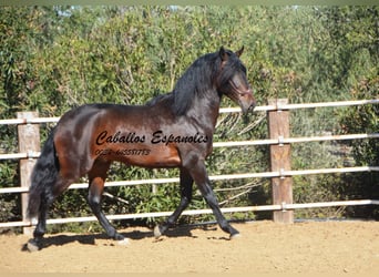 PRE, Semental, 3 años, 163 cm, Morcillo