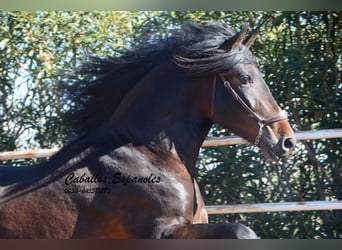PRE, Semental, 3 años, 163 cm, Morcillo