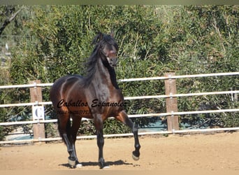 PRE, Semental, 3 años, 163 cm, Morcillo