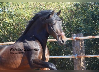 PRE, Semental, 3 años, 163 cm, Morcillo