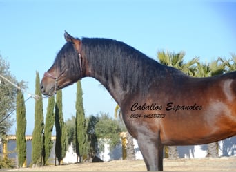 PRE, Semental, 3 años, 163 cm, Morcillo
