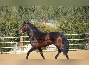 PRE, Semental, 3 años, 163 cm, Morcillo