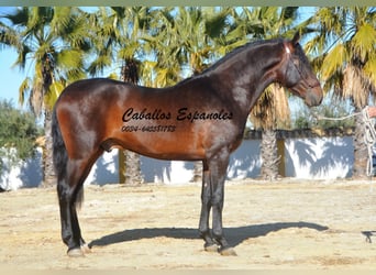 PRE, Semental, 3 años, 163 cm, Morcillo