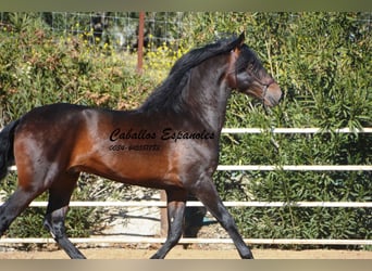 PRE, Semental, 3 años, 163 cm, Morcillo