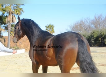 PRE, Semental, 3 años, 163 cm, Morcillo