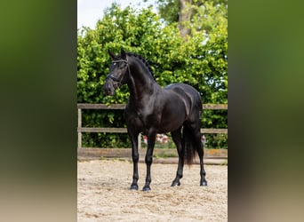 PRE Mestizo, Semental, 3 años, 163 cm, Negro