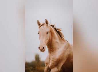 PRE Mestizo, Semental, 3 años, 163 cm, Perla