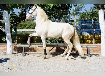 PRE Mestizo, Semental, 3 años, 163 cm, Perlino