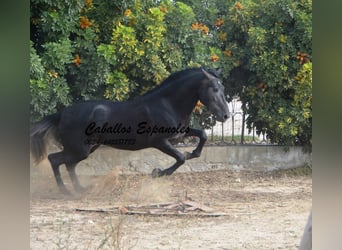 PRE, Semental, 3 años, 163 cm, Tordillo negro