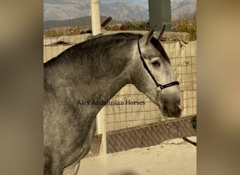 PRE Mestizo, Semental, 3 años, 163 cm, Tordo